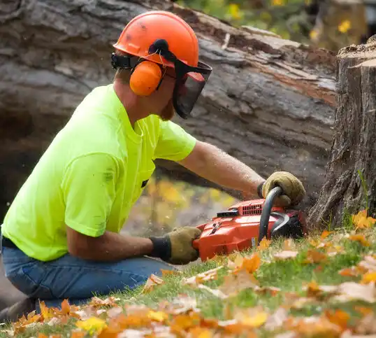 tree services Cutlerville